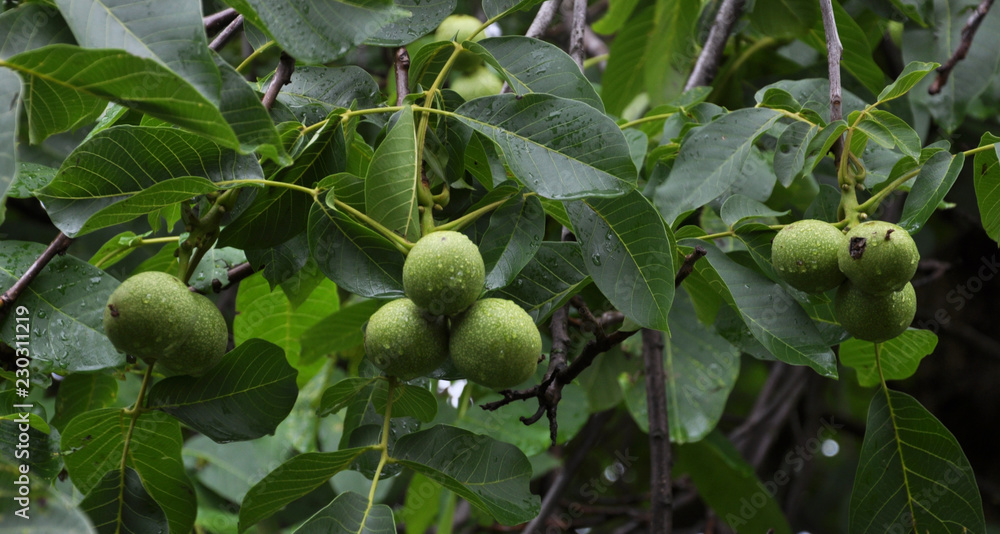 Green fruits of walnut
