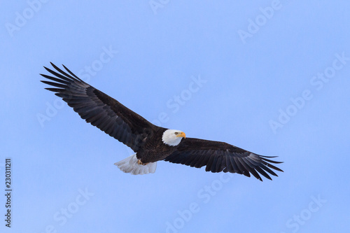 American Bald Eagle in Flight Against a Clear Blue Sky