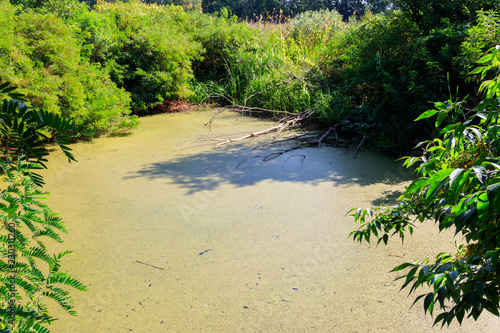 Swamp overgrown with duckweed in green forest