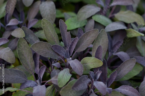 Sage green and purple leaf , close up. Salvia officinalis Purpurascens