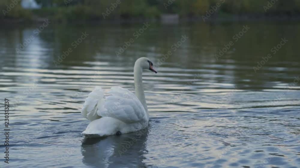 The swan is swimming and drinking water. Swans swimming on the pond. The swan is swimming and drinking water. Swans swimming on the pond.