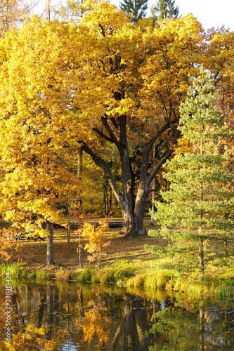 Fototapeta Naklejka Na Ścianę i Meble -  Great branchy oak tree with golden leaves on the lake shore.