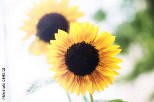 Fototapeta Naklejka Na Ścianę i Meble -  A pair of happy sunflowers dancing in the middle of a summers day