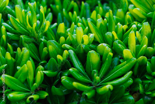 Green decorative plant with long leaves, macro photography © teksomolika