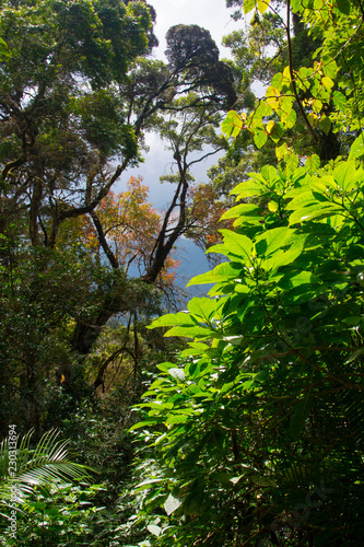 Different types of tropical rainforest vegetation, jungle in Udzungwa Mountains National Park, Tanzania, 