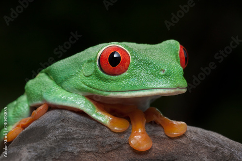 Close-up Red-eyed Tree Frog