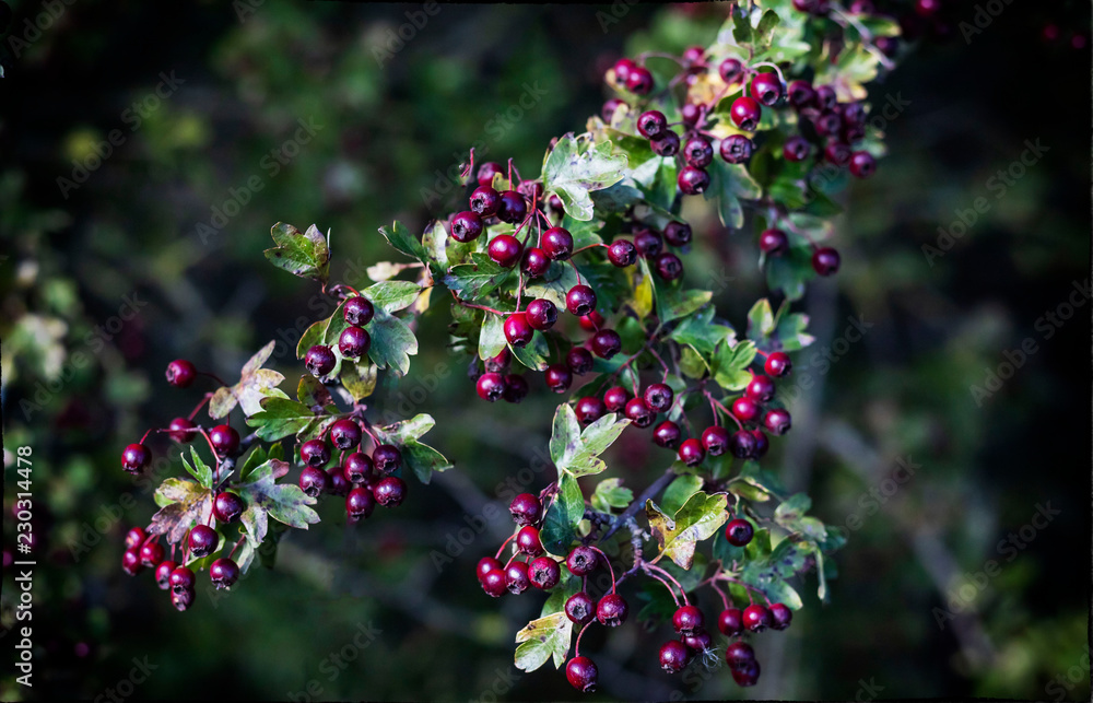 Berries Berries