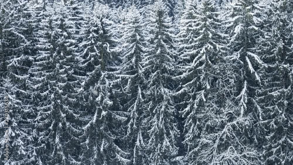 Beautiful winter mountain forest landscape during snowfall. Beautiful winter mountain forest landscape during snowfall.