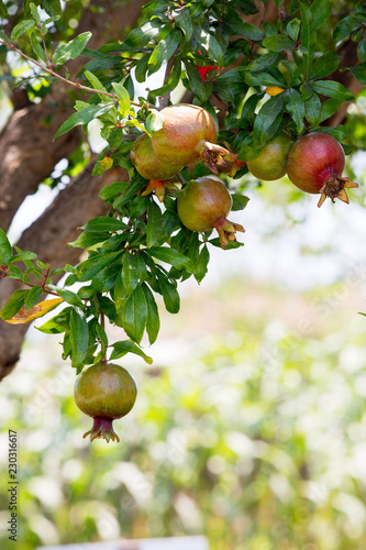 Closeup of a branch of ripe pomegranate fruit on a tree