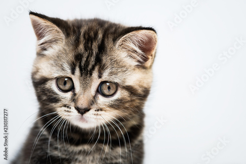 Scottish kitten on white background. Domestic pet © eplisterra