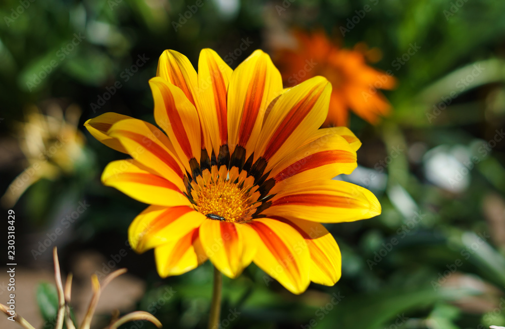 Flor Gazania Amarilla y Naranja con Bokeh de Fondo - Gazania Yellow Flower and Orange with Bokeh Background Flor Gazania Amarilla y Naranja con Bokeh de Fondo - Gazania Yellow Flower and Orange with Bokeh Background