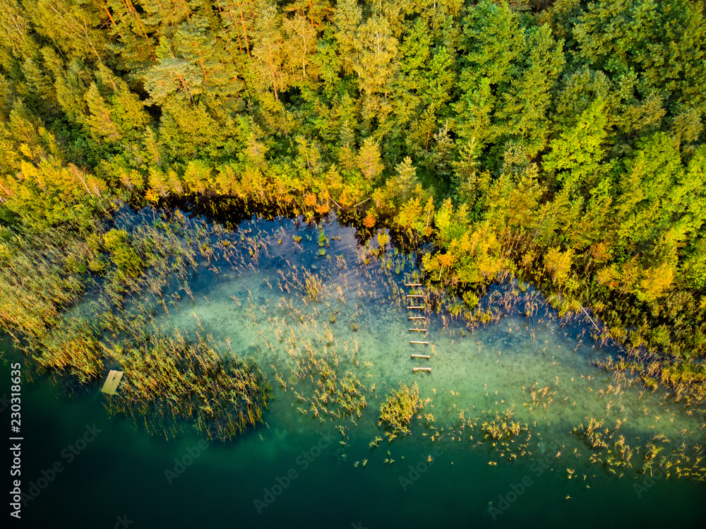 Aerial top down view of lake Gela coast with fallen trees and forest near Vilnius city, Lithuania