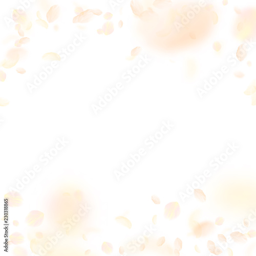 Yellow orange flower petals falling down. Neat rom