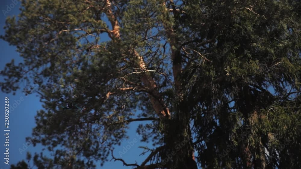 blue copter examines a tree blue copter examines a tree
