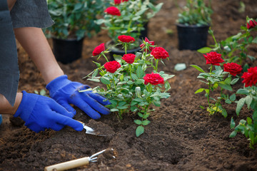 Photo of hands in blue gloves of agronomist planting red roses in garden