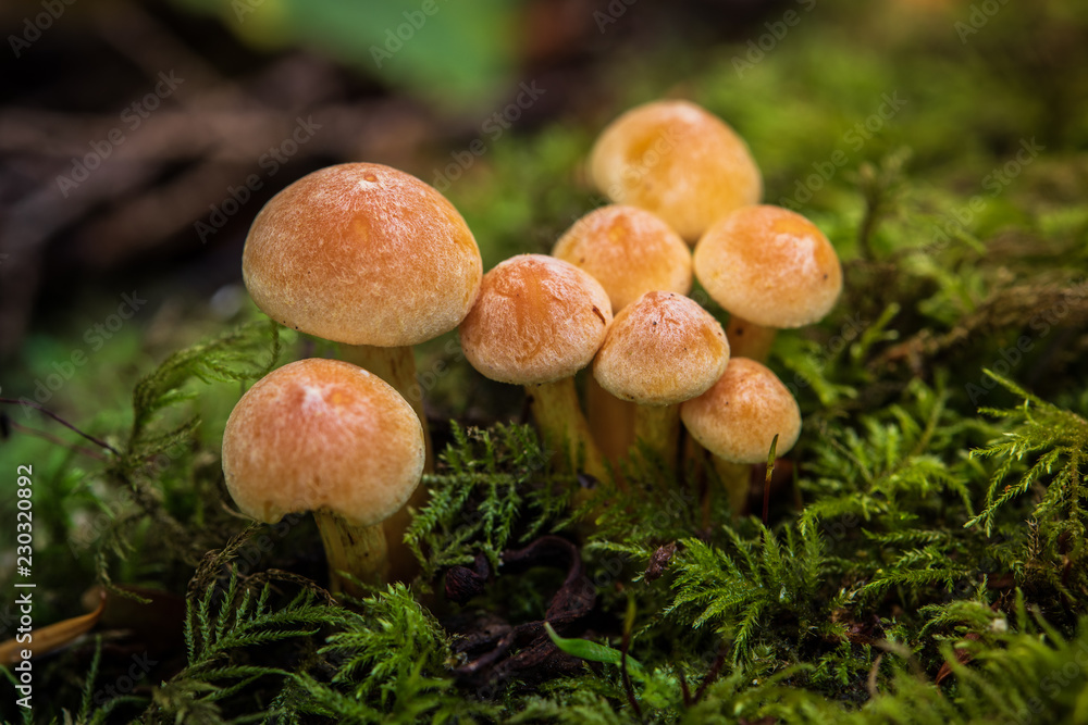 Mushrooms in the Pacific Northwest. A small group of mushrooms sprout out of a log in Seattle, Washington USA. Mushrooms in the Pacific Northwest. A small group of mushrooms sprout out of a log in Seattle, Washington USA.