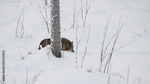Lonely wolf walking in snowpath, stopped, looked somewhere photo