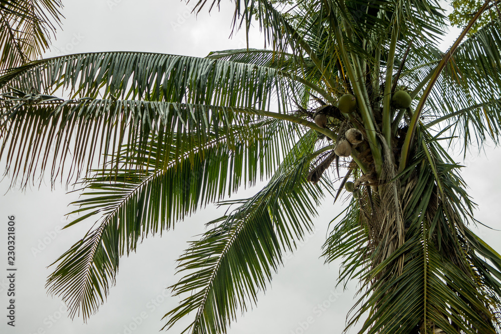 Fototapeta premium palme cuba