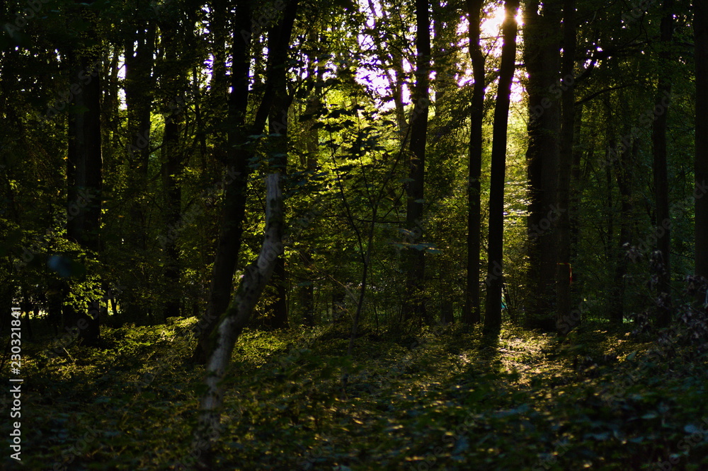 sous bois sous bois