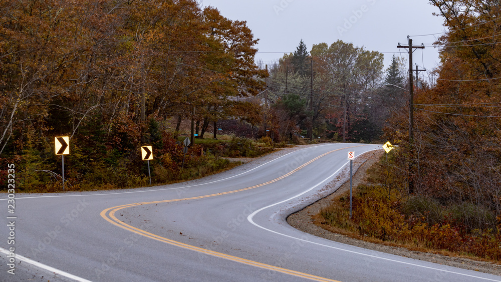 Fototapeta premium road in the forest
