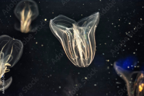 A group of aquatic jellyfish glowing in the dark.