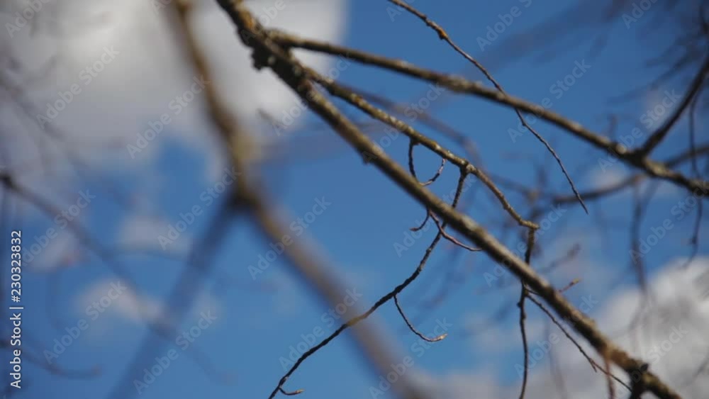 sky with clouds in the foreground branches without leaves sky with clouds in the foreground branches without leaves