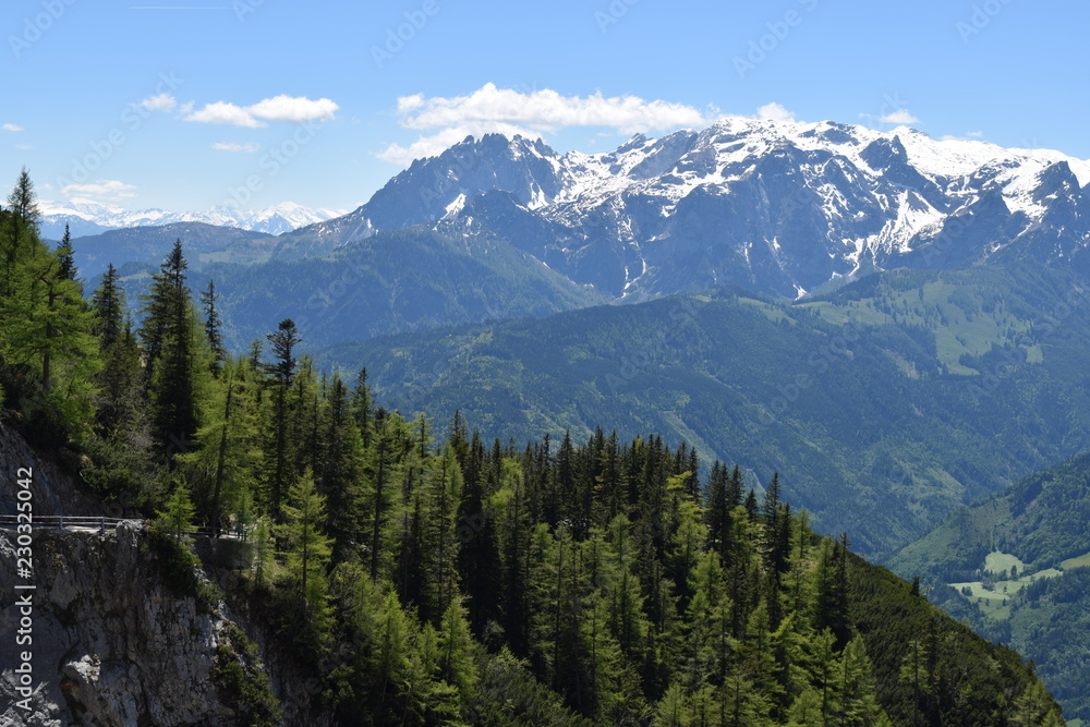 Alps mountain slopes with fir trees