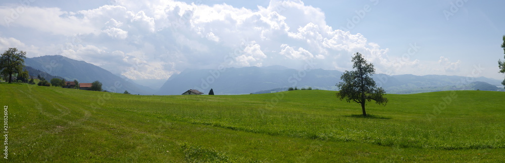 Alpine tree Alpine tree