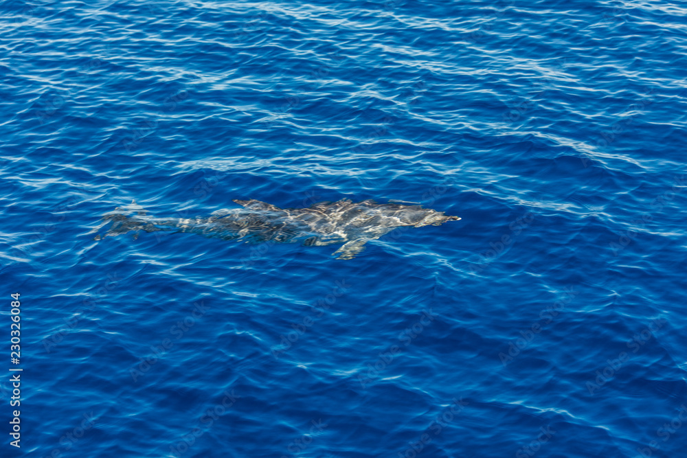 Naklejka premium Atlantic striped dolphins near the Azores Island. Dolphin in the ocean waves