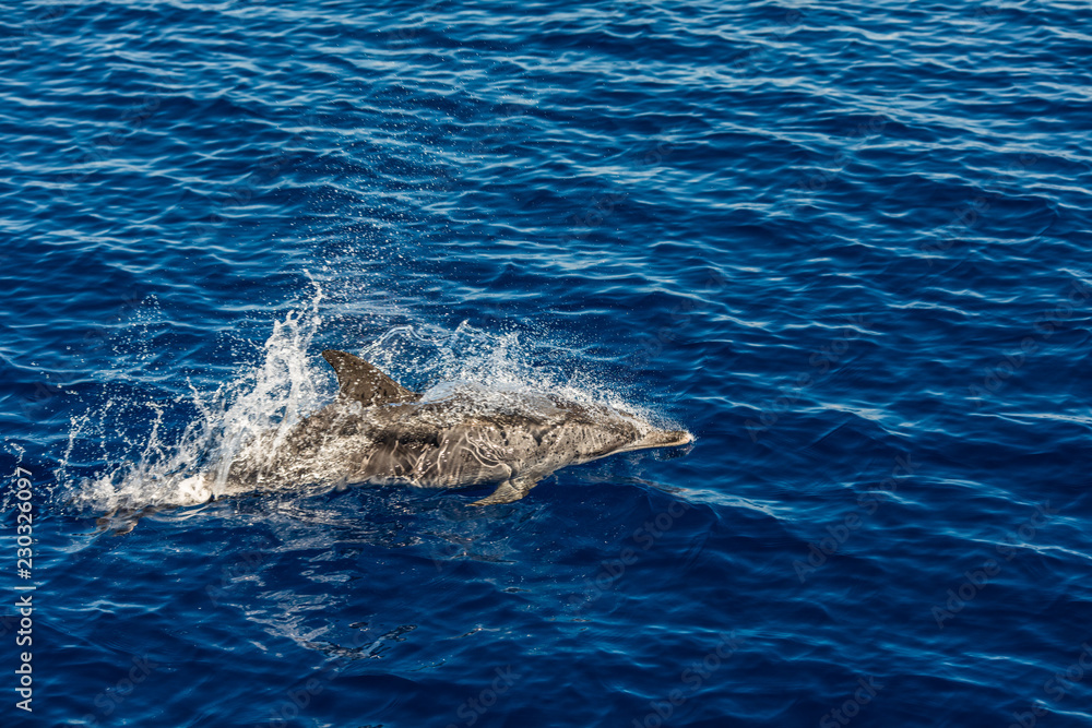 Naklejka premium Atlantic striped dolphins near the Azores Island. Dolphin in the ocean waves