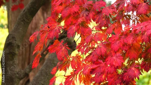 Full Moon Japanese Maple Tree, latin: Acer japonicum aconitifolium, with brilliant red and orange autumn leaf foliage in breeze photo