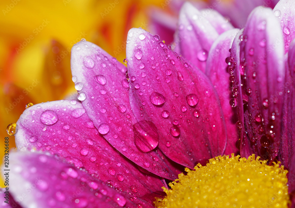 Fototapeta premium Purple Yellow Daisy with water droplets