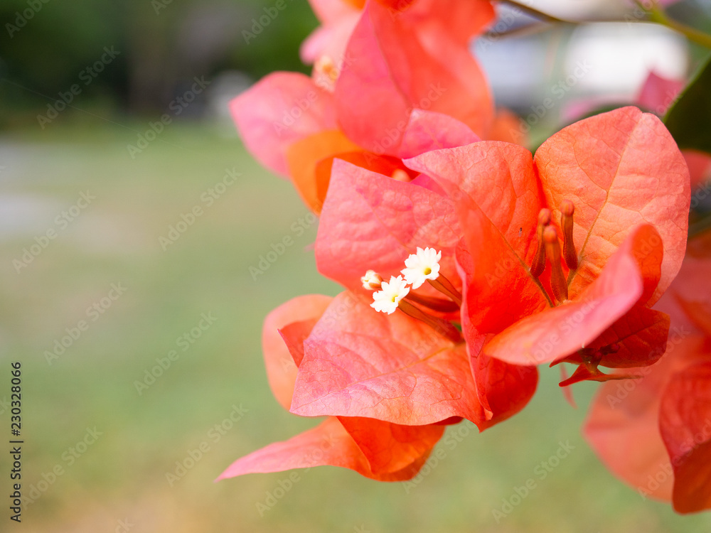 (Close Up) Pink Bougainvillea flower. (Close Up) Pink Bougainvillea flower.
