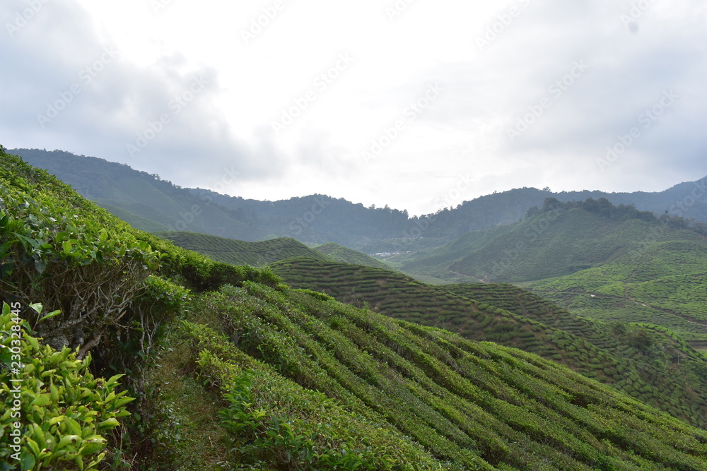 Naklejka premium Tanah rata landscape