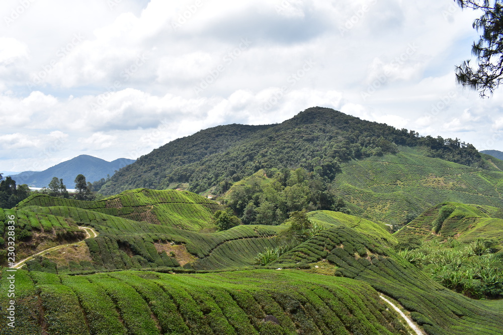 Tea production in Malaysia