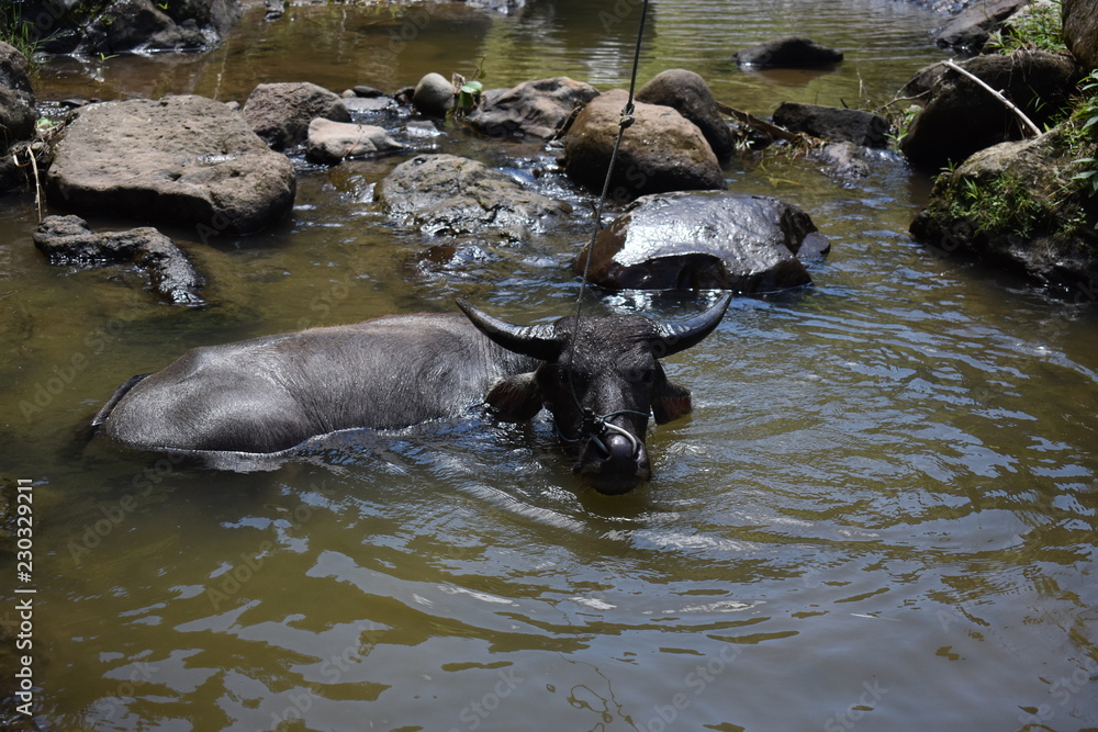 Fototapeta premium Buffalo in indonesia