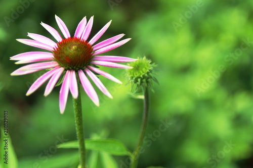 Magenta flower left side against a blurred forest background