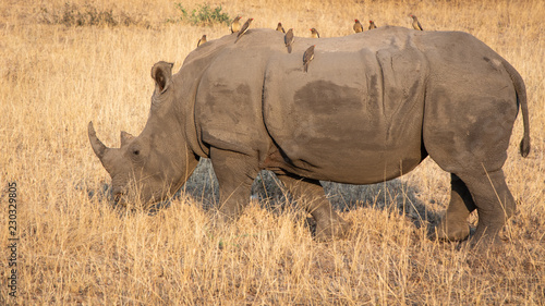 Profile portrait of male white rhinoceros,  Cerototherium simium, with ox peckers on his back, in African landscape in late afternoon sun
