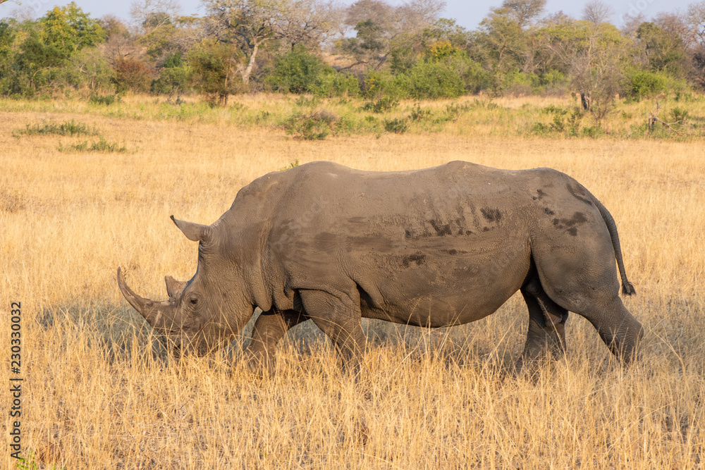 Fototapeta premium Profile portrait of male white rhinoceros, Cerototherium simium, in African landscape in late afternoon sun