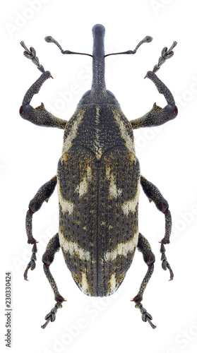 Beetle Merus flavosignatus on a white background photo