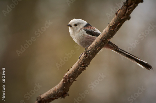 Striped hoopoe among the green grasses on the meadow. A colorful bird with a crest in the nature of the habitat. Ukraine.
