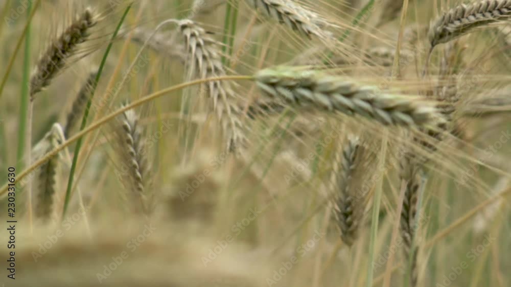 Close up of grain field seed heads rye blowing in the breeze Close up of grain field seed heads rye blowing in the breeze