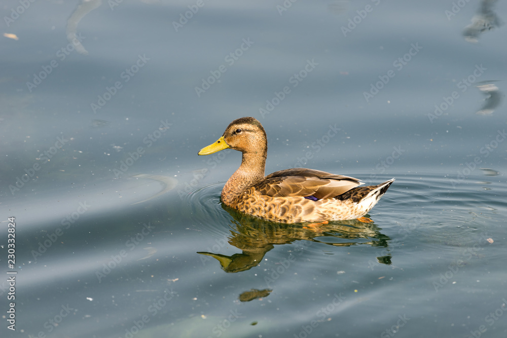 Fototapeta premium Swimming duck