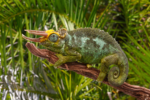 Dreihornchamäleon (Trioceros jacksonii merumontanus) - Jackson's chameleon