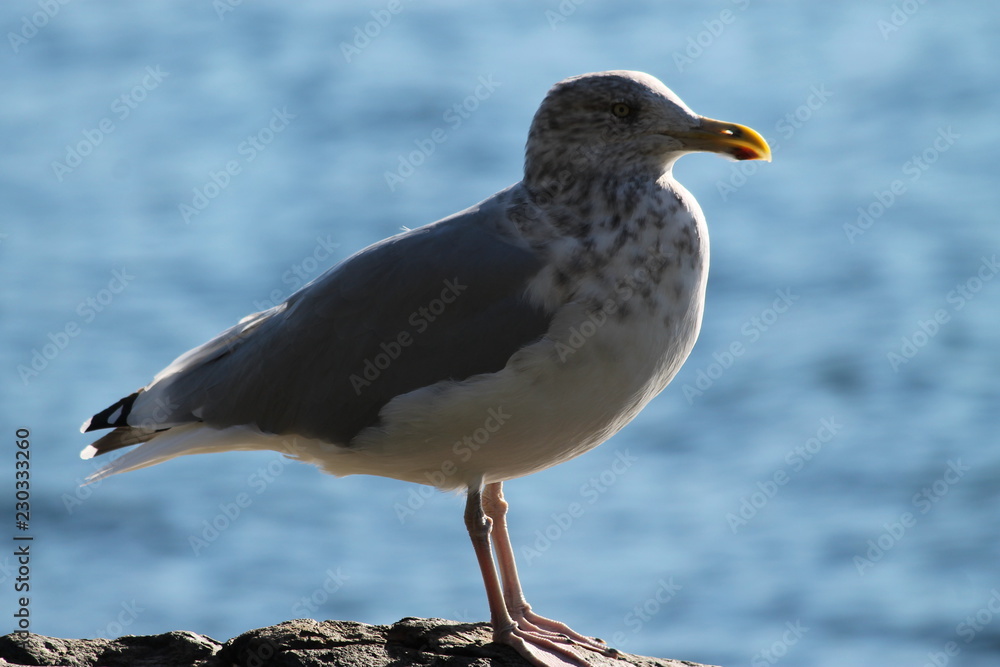 Obraz premium Walking Tours in Canada