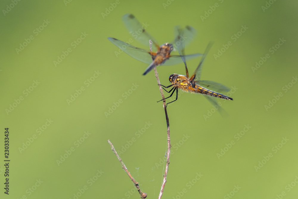 The four-spot (Libellula quadrimaculata) is one of the major dragonflies. Concept: animals or dragonflies The four-spot (Libellula quadrimaculata) is one of the major dragonflies. Concept: animals or dragonflies