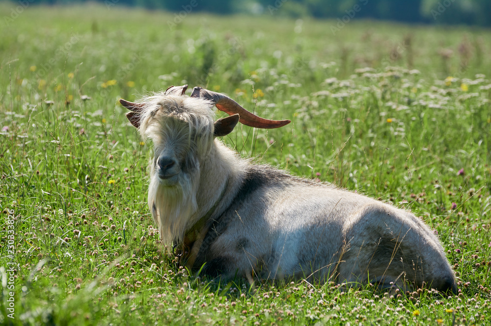 A big white goat with big wide horns and a long beard lies on a meadow among green grass. Animal in the countryside. A big white goat with big wide horns and a long beard lies on a meadow among green grass. Animal in the countryside.