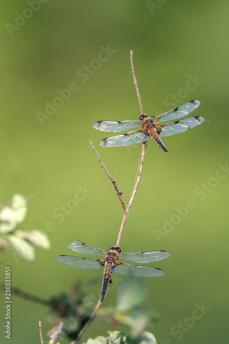 The four-spot (Libellula quadrimaculata) is one of the major dragonflies. Concept: animals or dragonflies