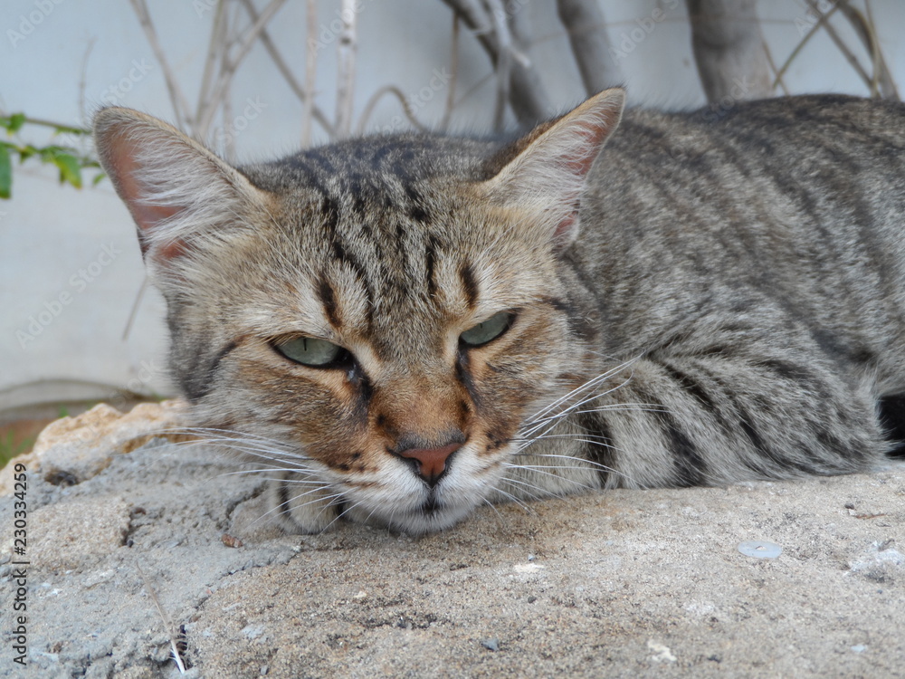 cute cat lie down sleeping looking beautifully