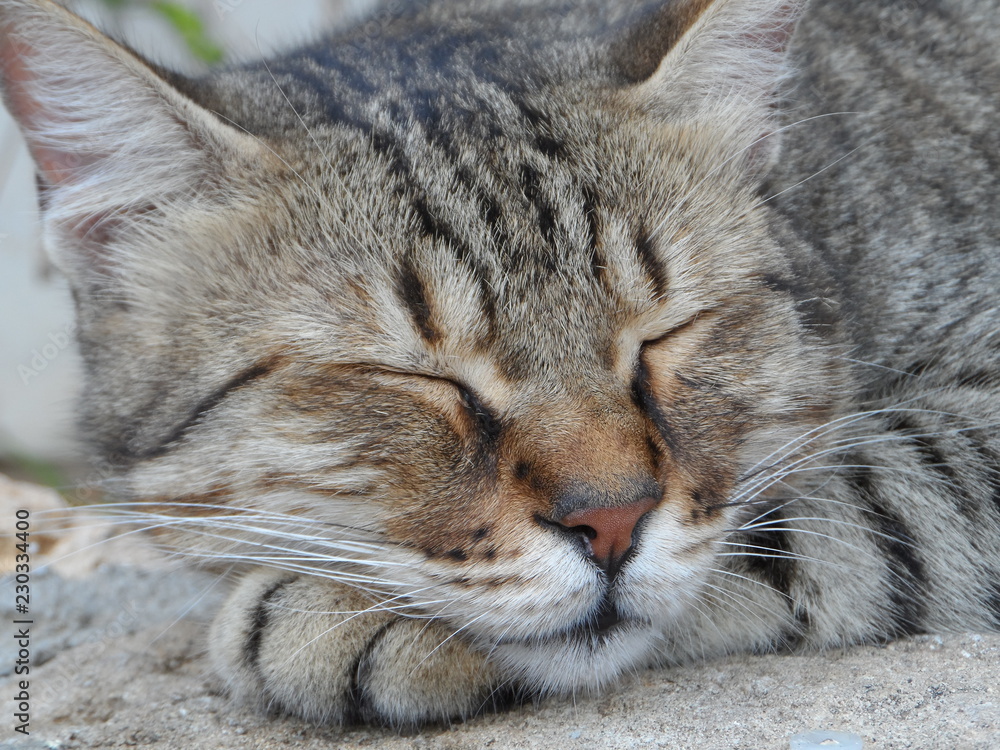 cute cat lie down sleeping looking beautifully